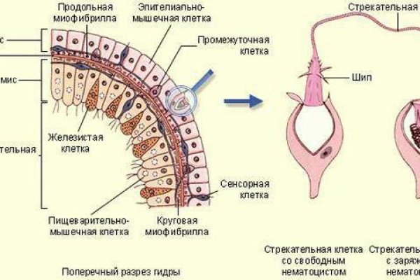 Работает ли кракен